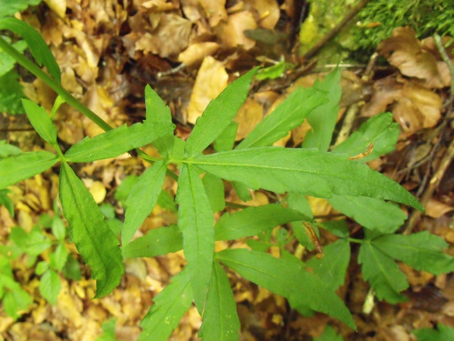 Dal Gargano, Cardamine bulbifera